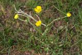 Ranunculus pinnatisectus. Цветущее растение. Узбекистан, Сурхандарьинская обл., окр. Акрабатского перевала. 07.04.2010.