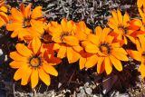 Gazania krebsiana