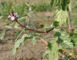 Verbena officinalis. Побег цветущего растения. Краснодарский край, г. Усть-Лабинск, островок р. Кубань. 21.10.2017.