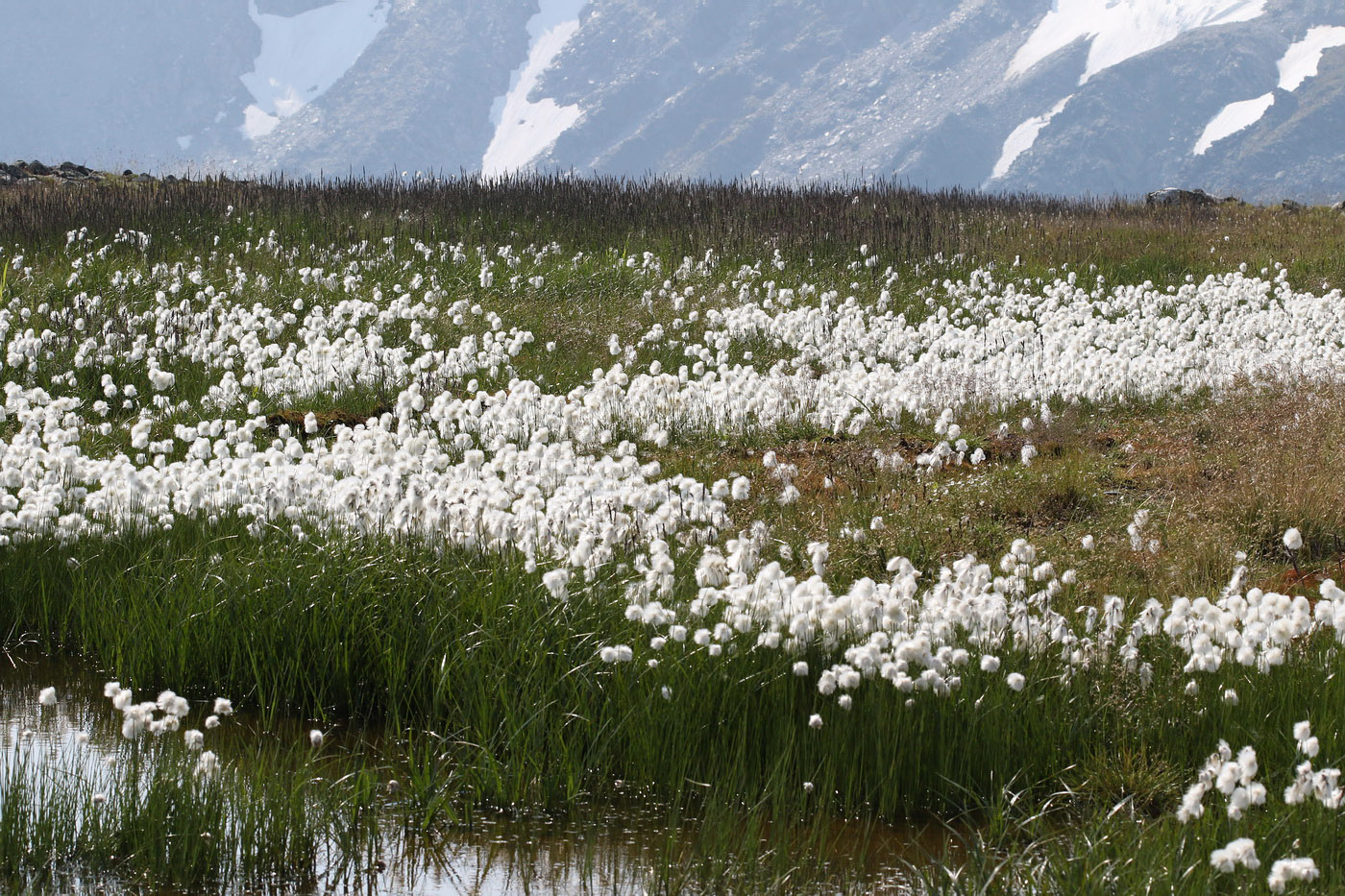 Изображение особи Eriophorum scheuchzeri.