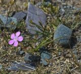 Dianthus versicolor. Цветущее растение. Монголия, аймак Баян-Улгий, сомон Цэнгэл, Монгольский Алтай, долина р. Цаган-Гол, устье ручья Налиа-Гол. 29.07.2008.