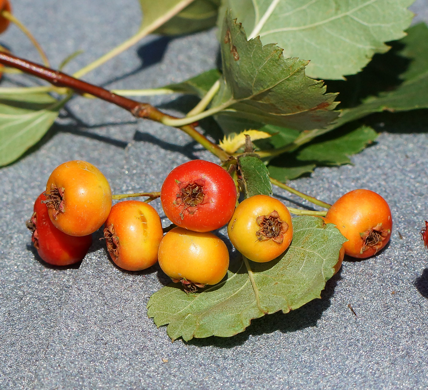 Изображение особи Crataegus chlorocarpa.