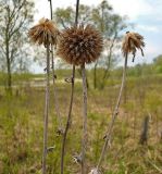 Echinops sphaerocephalus. Сухие соплодия. Чувашия, окр. г. Шумерля, пойма р. Сура, Паланские пески. 6 мая 2008 г.