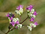 Origanum microphyllum. Соцветие. Греция, о-в Крит, ном Ханья (Νομός Χανίων), дим Платаньяс (Δήμος Πλατανιά), горный массив Лефка Ори (Λευκά Όρη), урочище Ксилоскало (Ξυλόσκαλο), ≈ 1300 м н.у.м, глинистый склон в кипарисовом редколесье. 28 июня 2017 г.