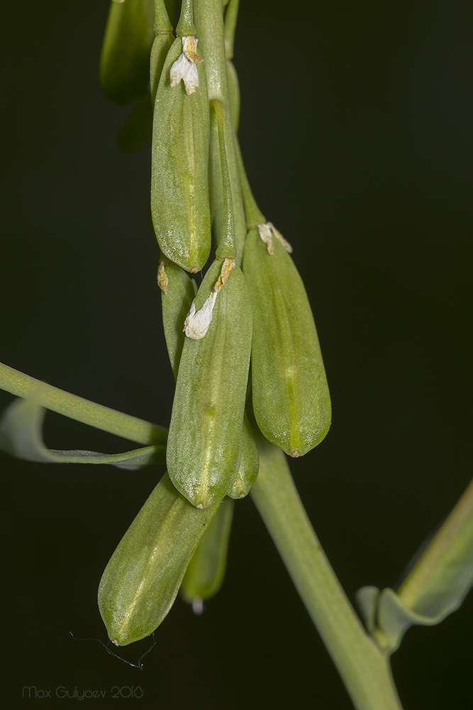 Image of Isatis campestris specimen.