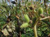 Xanthium orientale