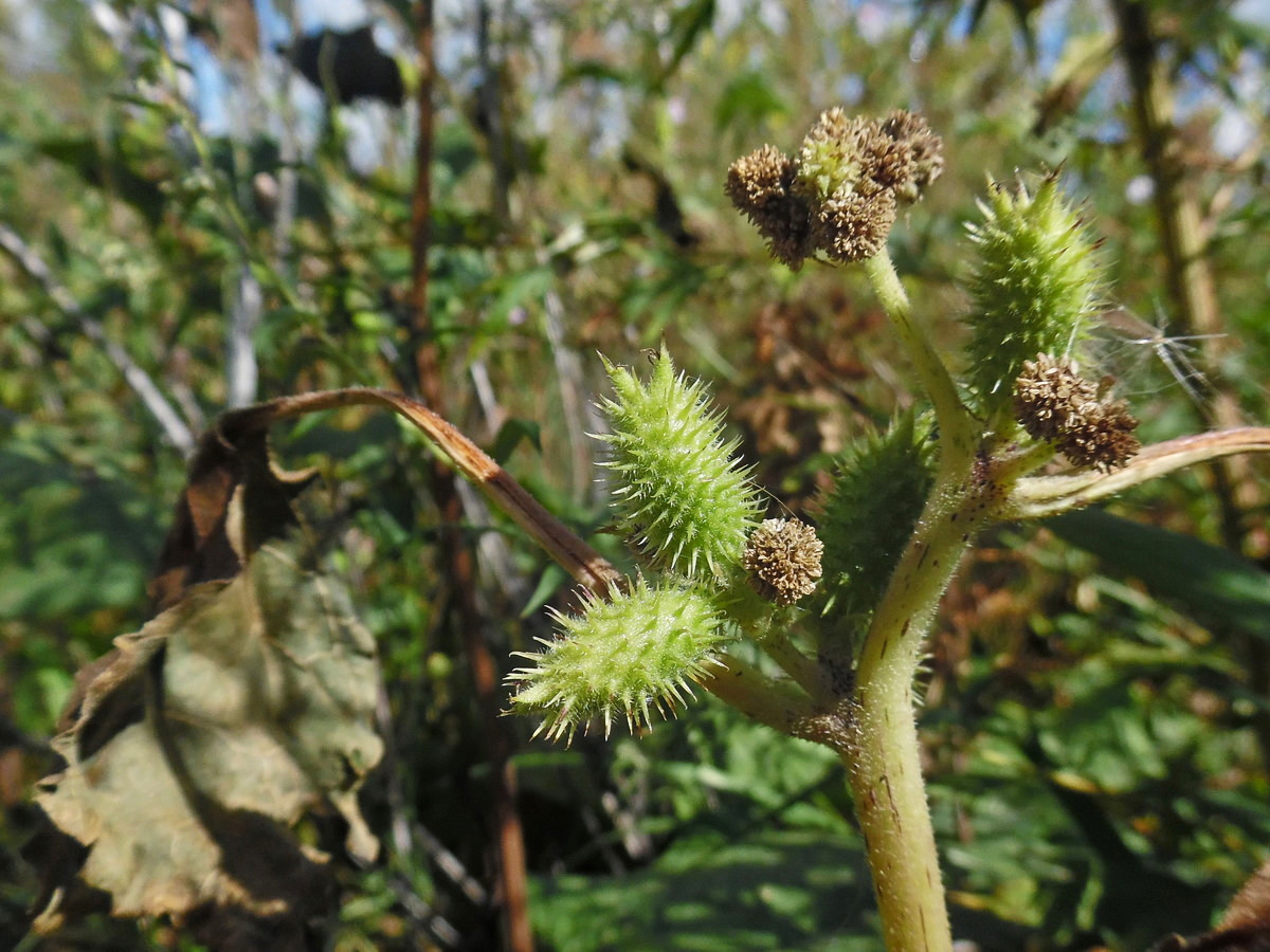 Изображение особи Xanthium orientale.