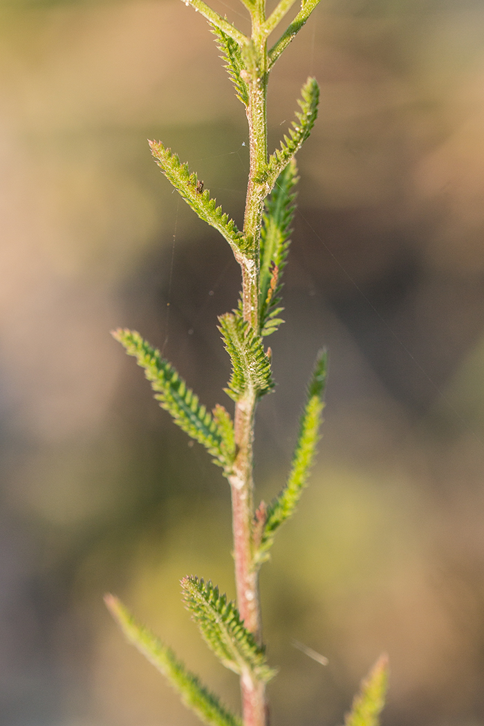 Изображение особи род Achillea.