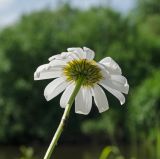 Leucanthemum vulgare. Верхушка побега с соцветием. Пермский край, Верещагинский р-н, Вознесенское сельское поселение, долина р. Лысьва, галечный берег. 8 июля 2018 г.