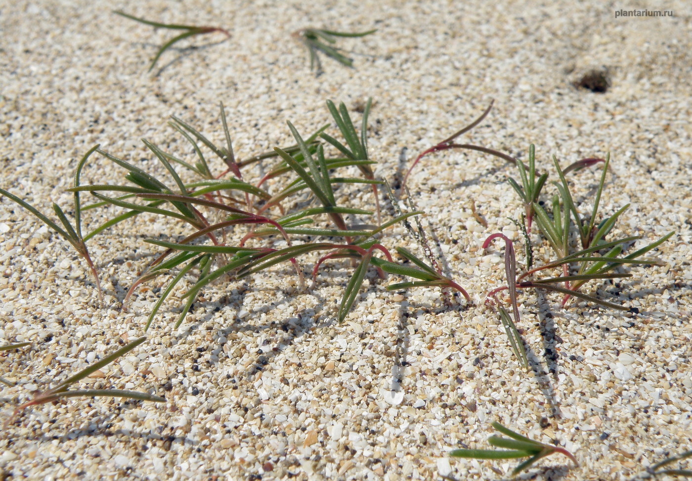 Изображение особи Salsola pontica.