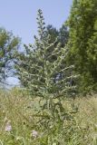 Echium biebersteinii. Цветущее растение. Краснодарский край, окр. г. Крымск, злаково-разнотравный луг. 16.06.2019.