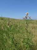 Cirsium incanum. Верхушки цветущих и плодоносящих растений. Крым, Тарханкутский п-ов, балка Кипчак, луг на дне балки. 19 июня 2019 г.