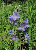 Polemonium caucasicum. Соцветие. Кабардино-Балкария, Эльбрусский р-н, долина р. Каяртысу, ок. 2200 м н.у.м., субальпийский луг. 02.07.2019.