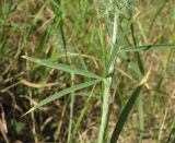 Trifolium angustifolium. Часть побега с основанием соплодия. Дагестан, юж. окр. Махачкалы, береговой склон р. Черкесозень. 05.06.2019.