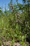 Epipactis palustris