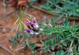 Astragalus physodes. Верхушка побега с соцветием. Астраханская обл., Харабалинский р-н, берег р. Ашулук, песчаный участок степного склона. 30.04.2019.