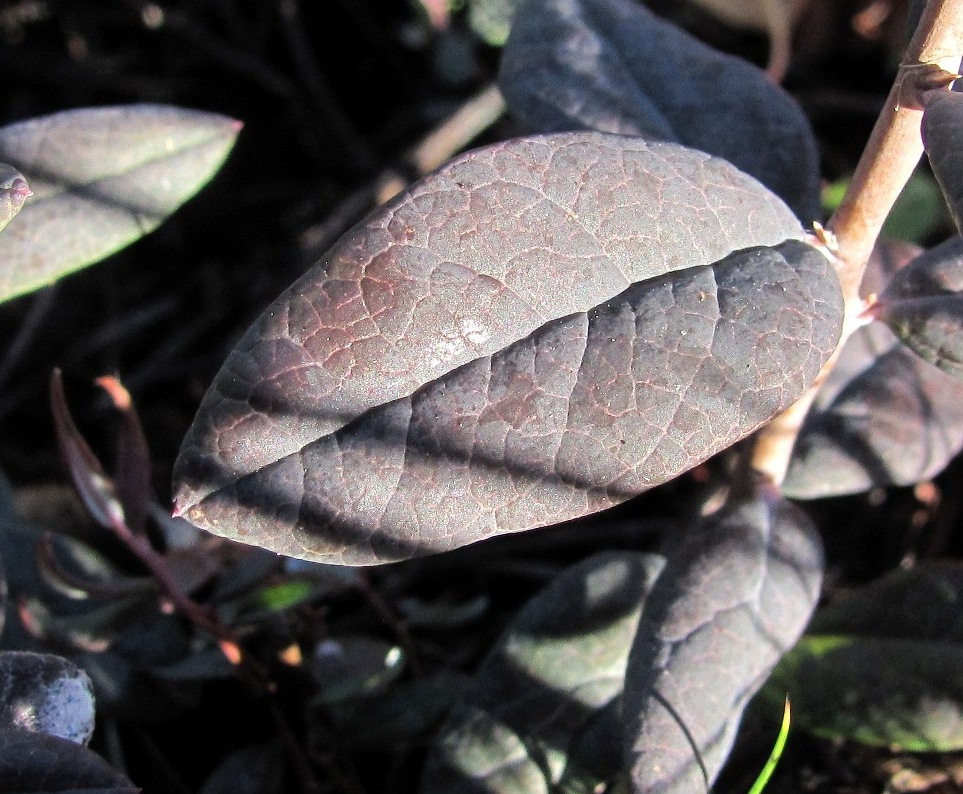 Изображение особи Andromeda polifolia.