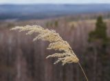 genus Calamagrostis. Верхушка плодоносящего побега в осенней окраске. Башкортостан, Белорецкий р-н, Шигаевский сельсовет, окр. с. Узянбаш, курумы горы Кагаташ. 5 ноября 2021 г.