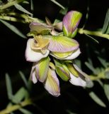 Polygala myrtifolia