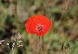 Papaver rhoeas. Цветок. Крым, Ленинский р-н, с. Новоотрадное, степь. 10.05.2021.