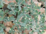 Euphorbia canescens