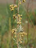 Artemisia armeniaca