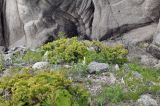 Juniperus rigida subspecies litoralis. Вегетирующее растение. Приморский край, Лазовский р-н, Лазовский заповедник, прибрежные скалы в бухте Просёлочная. 26.05.2023.