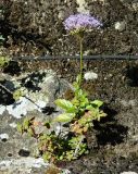Trachelium caeruleum. Цветущее растение. Испания, Галисия, г. Сантьяго-де-Компостела, рудеральное (на стене). Июль.