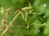 Galium trifidum