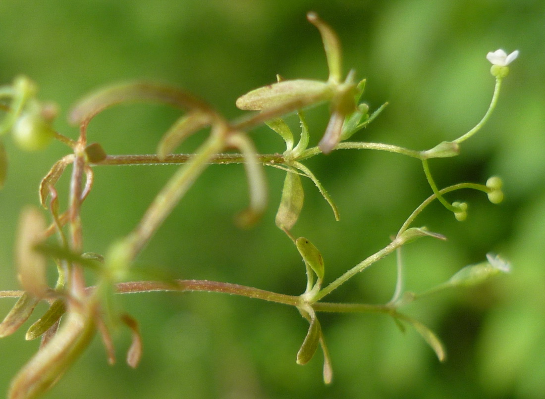 Изображение особи Galium trifidum.