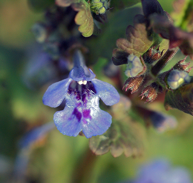 Изображение особи Glechoma hederacea.