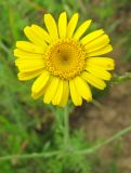 Anthemis tinctoria