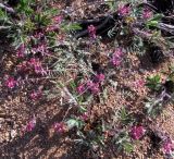 Oxytropis floribunda