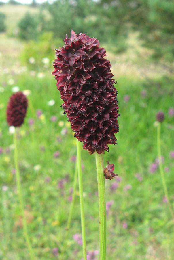 Image of Sanguisorba officinalis specimen.