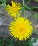 Sonchus arvensis ssp. uliginosus