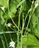 Stellaria palustris. Соцветие. Ленинградская обл., Лужский р-н, cырой пойменный луг. Cередина июня.