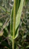 Inula oculus-christi. Средняя часть побега с основанием листа. Ростовская обл., Персиановская степь, Аютинские склоны. 13.06.2012.