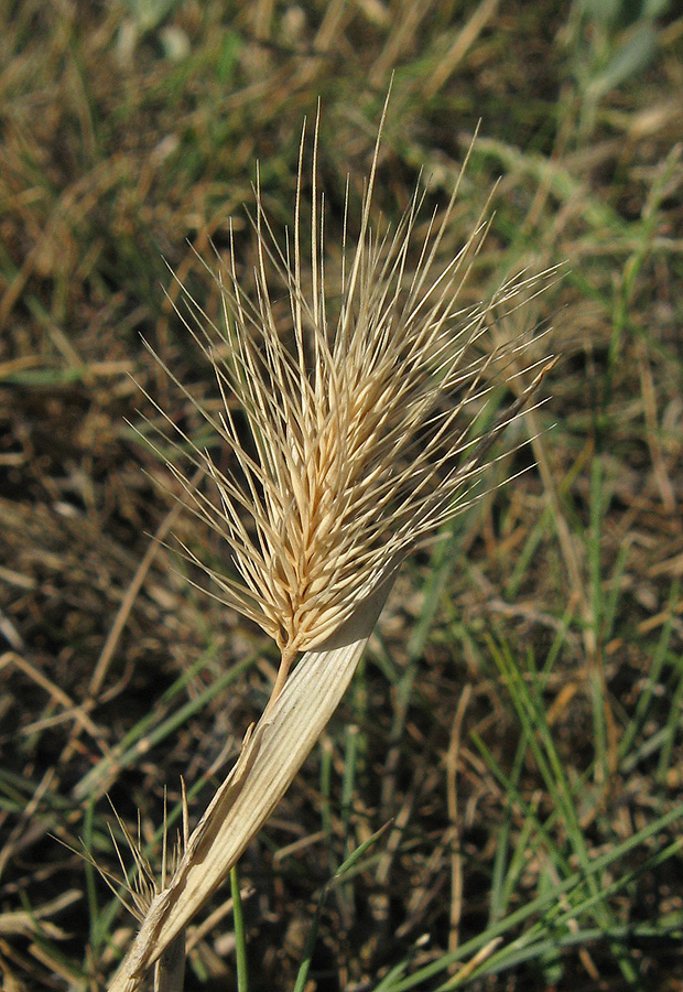 Изображение особи Hordeum geniculatum.