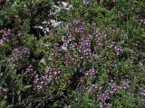 Thymus daghestanicus