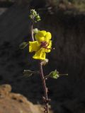 Verbascum blattaria