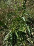 Senecio racemosus