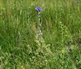 Campanula cervicaria