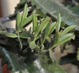 Kalanchoe daigremontiana