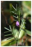 Astragalus arenarius