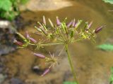 род Chaerophyllum