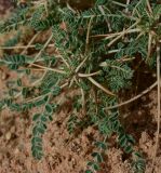 Astragalus sieberi