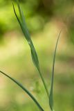 Tragopogon dubius