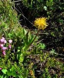 Taraxacum nivale