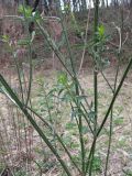 Verbena brasiliensis