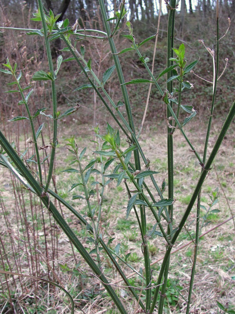 Image of Verbena brasiliensis specimen.